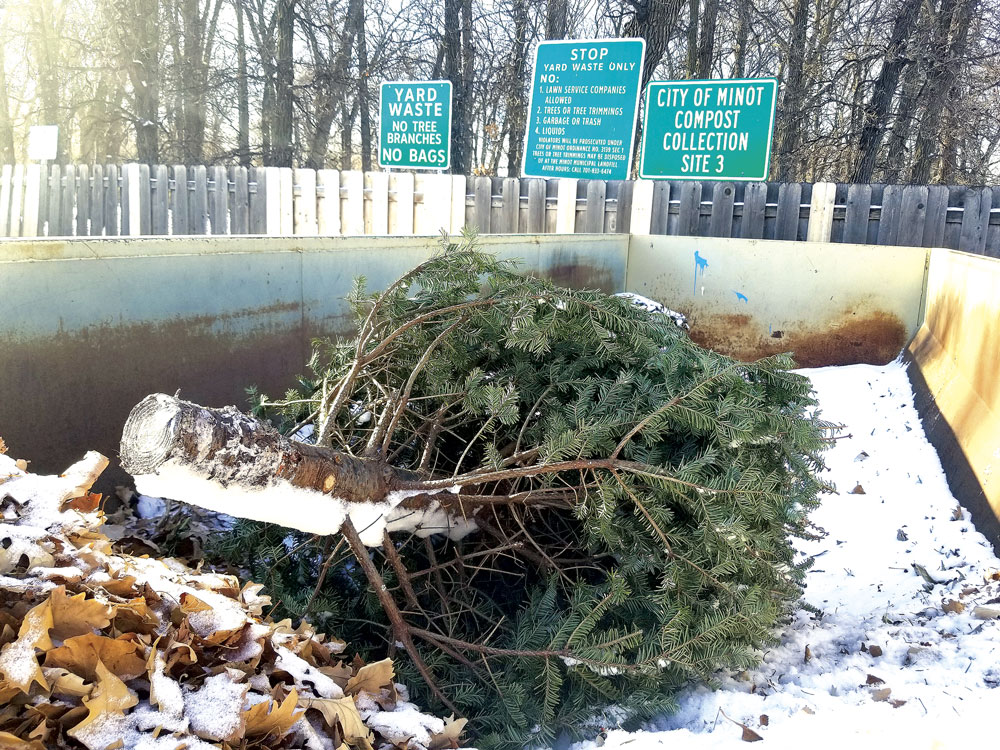 Christmas tree disposal sites News, Sports, Jobs Minot Daily News